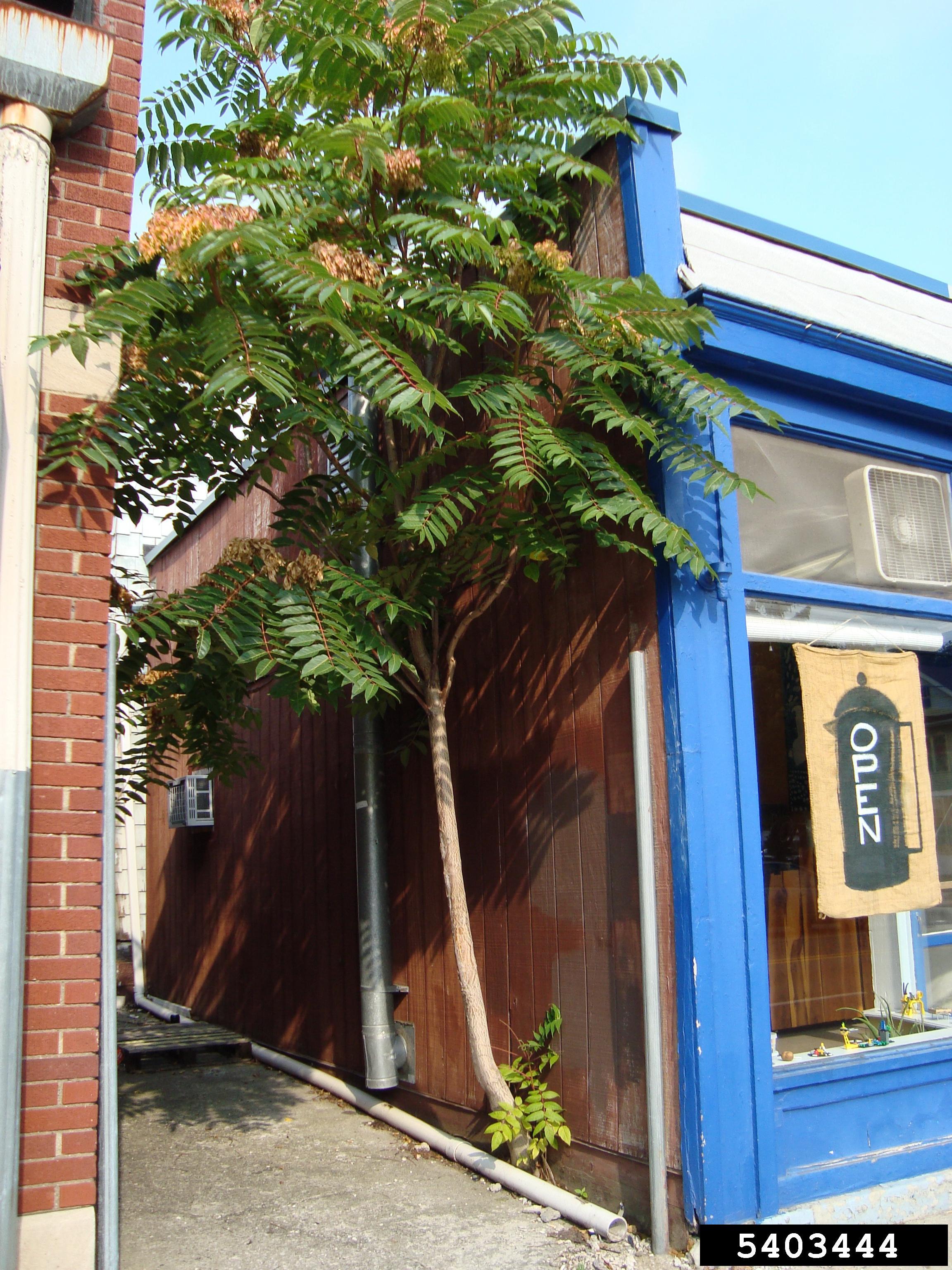 Tree of heaven growing out of a foundation.